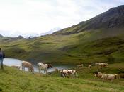 More grazing cows