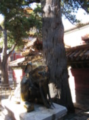 In the Imperial Gardens