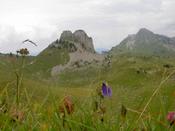 Flowers and rocks in the distance