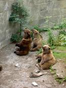 The three Bern bears