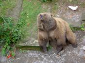 A Bern bear up close