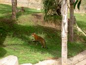 One tiger goes up to the other...