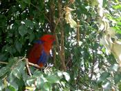 A parrot