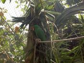 Another parrot