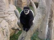Monkey hanging out