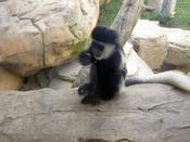 A young monkey - this guy was very bouncy and kept pulling the bigger monkey's tails!