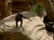Dude, chimps are so cute!