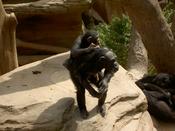 Daddy chimp gives baby chimp a piggy back
