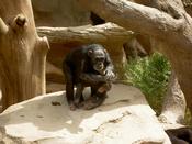 Clapping chimp