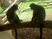 "We're cool 'cus our tails are longer than all the other monkeys!"