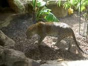 Leapord