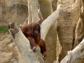 An orang u tang hanging out...