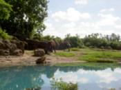 Elephants