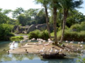 Flamingos