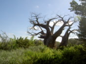 Upside down tree, like the one at Fuengirola zoo