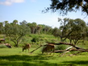 Cattle of some kind, I believe