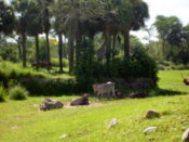 Zebra in the foreground, giraffe behind