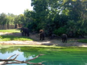 Elephants again