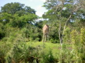 Giraffe again