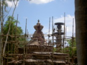 Monkeys again